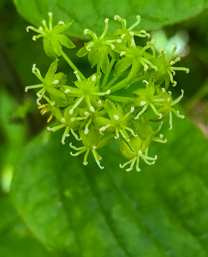 image of Smilax herbacea, Common Carrionflower, Smooth Carrionflower