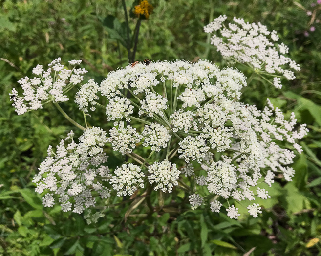 image of Angelica venenosa, Hairy Angelica, Downy Angelica, Deadly Angelica, Woodland Angelica