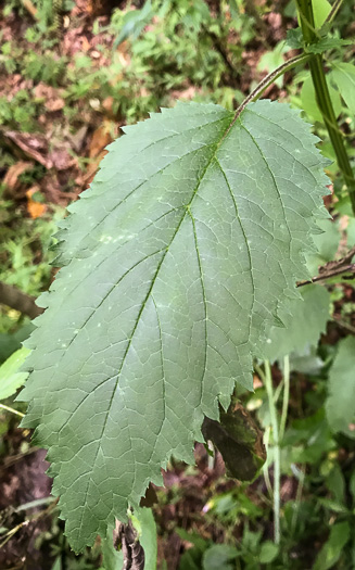 image of Scrophularia marilandica, Eastern Figwort, Carpenter's Square, Late Figwort