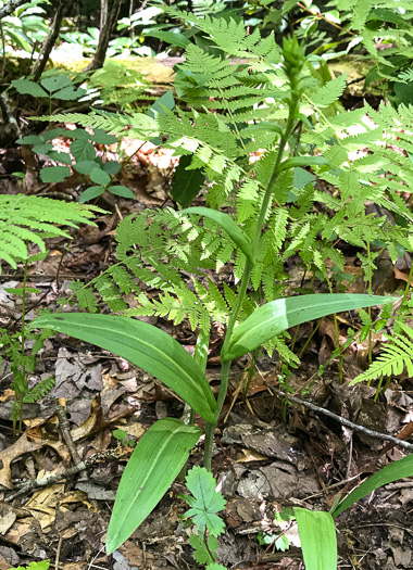 image of Platanthera ciliaris, Yellow Fringed Orchid