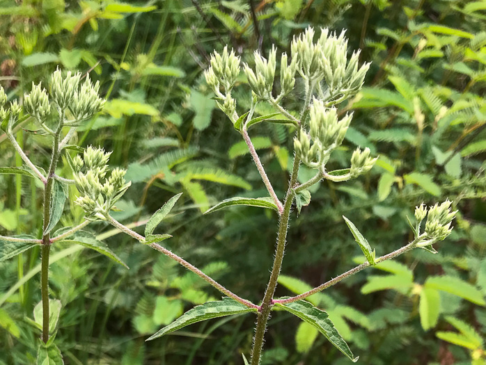 image of Eupatorium fernaldii, Fernald’s Thoroughwort, Fernald’s Eupatorium