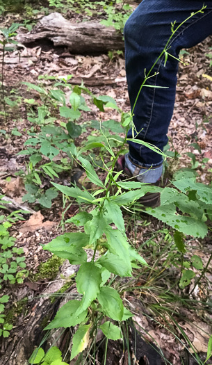 image of Campanula divaricata, Southern Harebell, Appalachian Bellflower