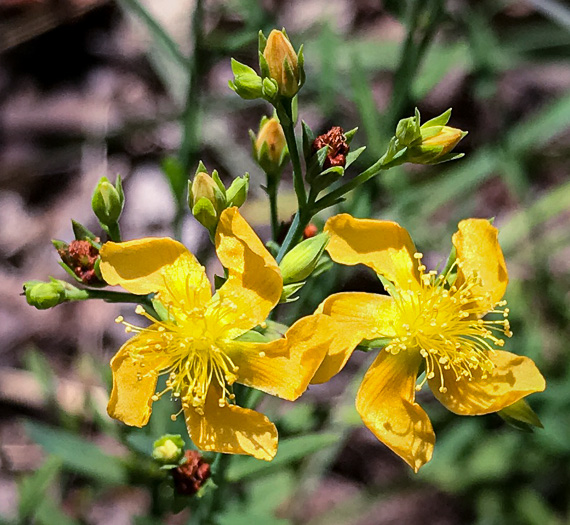 image of Hypericum virgatum, Strict St. Johnswort, Sharpleaf St. Johnswort