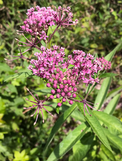 image of Asclepias incarnata var. pulchra, Eastern Swamp Milkweed