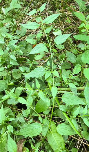 image of Scutellaria lateriflora, Mad-dog Skullcap, Tall Blue Skullcap