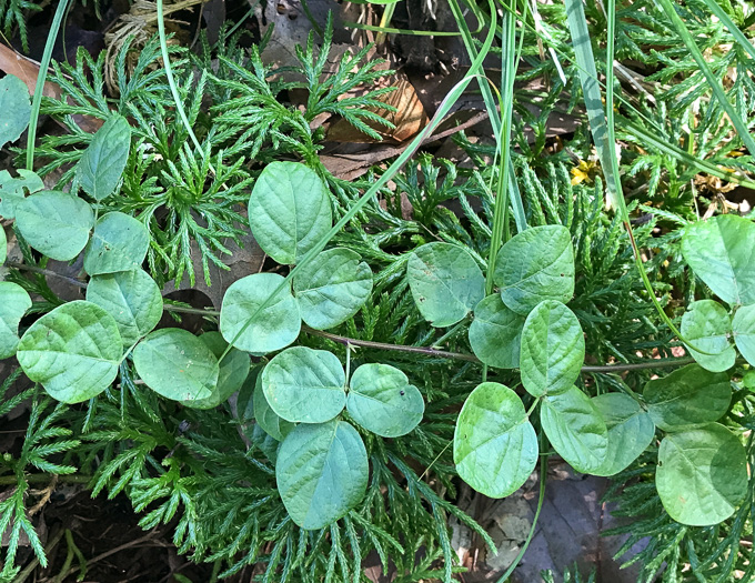 image of Desmodium lineatum, Matted Tick-trefoil, Sand Tick-trefoil