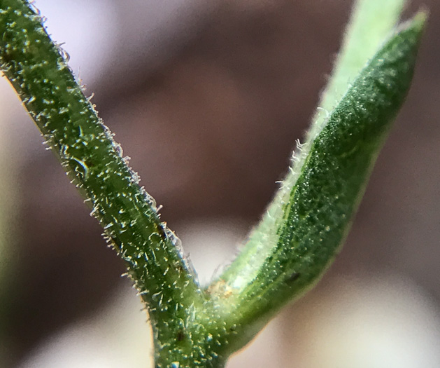 image of Eurybia macrophylla, Large-leaf Aster, Bigleaf Aster