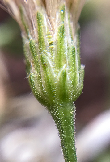 image of Eurybia macrophylla, Large-leaf Aster, Bigleaf Aster