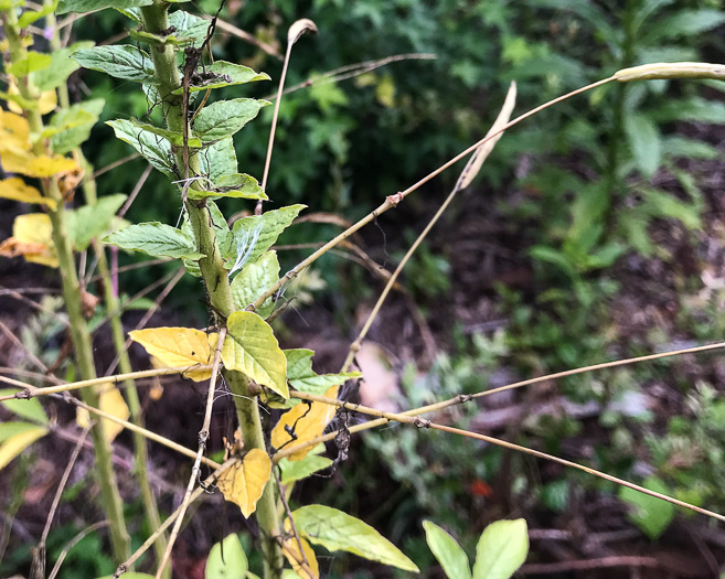 image of Tarenaya species 1, Cleome, Spiderflower, Pinkqueen