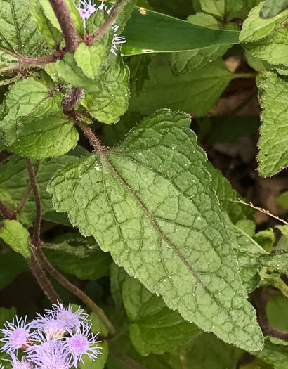 image of Conoclinium coelestinum, Mistflower, Wild Ageratum, Hardy Ageratum