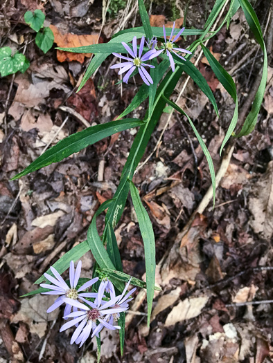 image of Symphyotrichum retroflexum, Curtis's Aster, Rigid Whitetop Aster