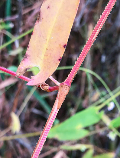 image of Persicaria sagittata, Arrowleaf Tearthumb, Arrowvine, Scratch-grass