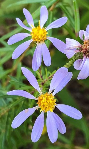 image of Ionactis linariifolia, Stiffleaf Aster, Flaxleaf Aster, Spruce Aster