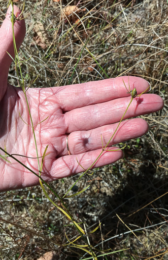 image of Sabatia campanulata, Slender Marsh-pink, Slender Rose-gentian