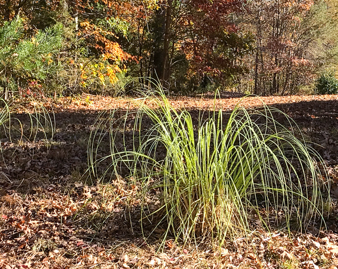 image of Miscanthus sinensis, Chinese Silvergrass, Eulalia