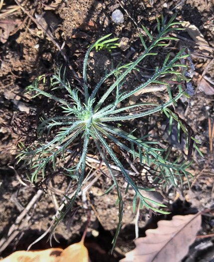 image of Ipomopsis rubra, Standing-cypress, Spanish-larkspur