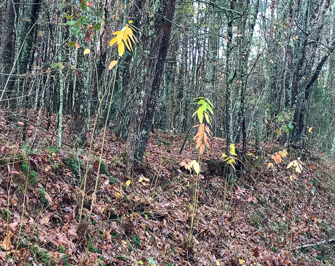 image of Oxydendrum arboreum, Sourwood, Sorrel-tree