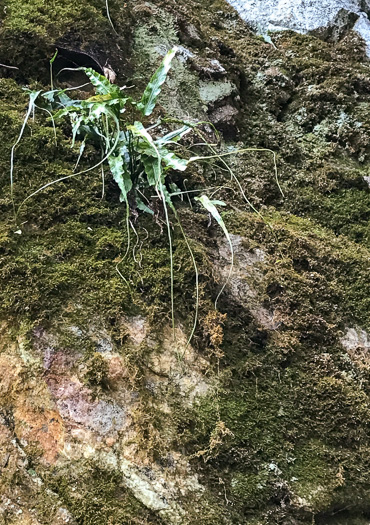 image of Asplenium rhizophyllum, Walking Fern