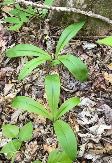 image of Clintonia umbellulata, Speckled Wood-lily, White Clintonia