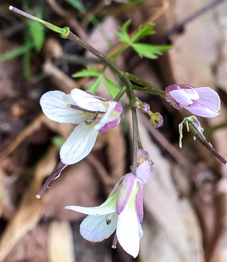 image of Cardamine diphylla, Broadleaf Toothwort, Crinkleroot, Pepperroot, Two-leaved Toothwort