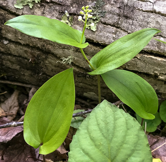 image of Maianthemum canadense, Canada Mayflower, "False Lily-of-the-valley", "Wild Lily-of-the-valley"