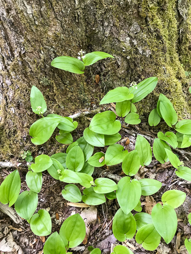 image of Maianthemum canadense, Canada Mayflower, "False Lily-of-the-valley", "Wild Lily-of-the-valley"