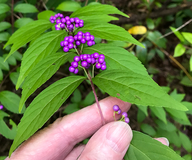 petiole