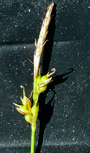 image of Carex austrolucorum, Appalachian Woodland Sedge