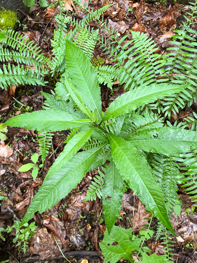 image of Verbesina walteri, Walter's Wingstem, Carolina Crownbeard, Walter's Crownbeard