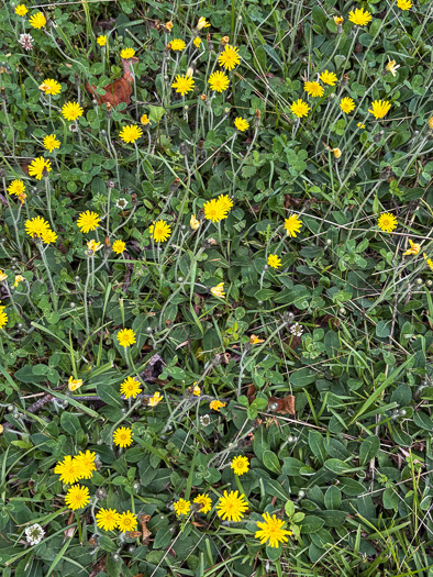 image of Pilosella officinarum, Mouse-ear Hawkweed