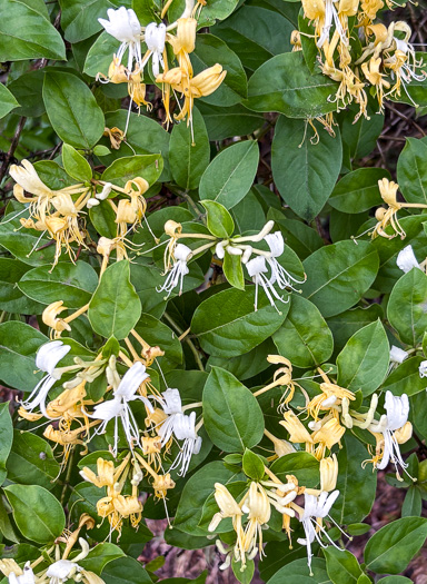 image of Lonicera japonica, Japanese Honeysuckle