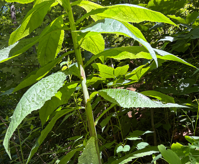 image of Lactuca floridana, Woodland Lettuce