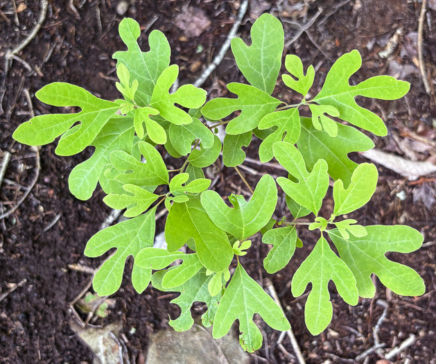 image of Sassafras albidum, Sassafras