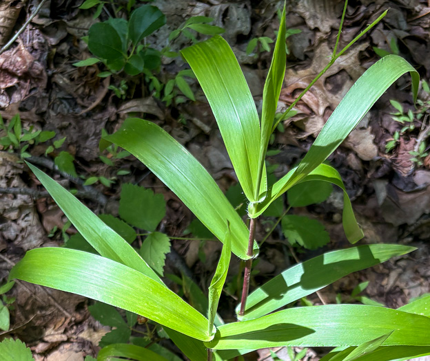 image of Dichanthelium polyanthes, Many-flowered Witchgrass, Small-fruited Witchgrass, Roundseed Witchgrass