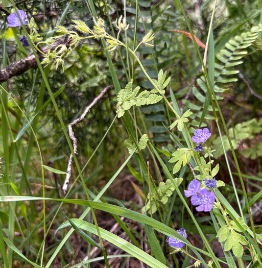 image of Phacelia maculata, Spotted Phacelia, Flatrock Phacelia