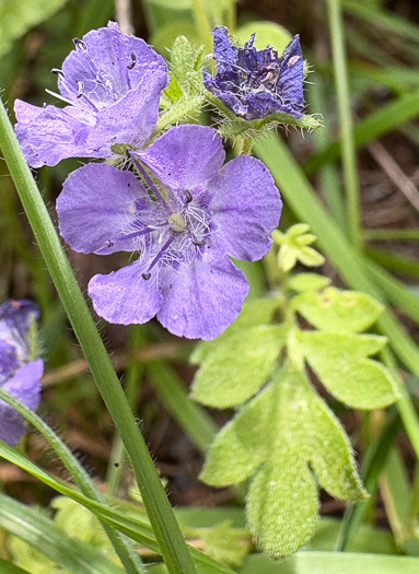 image of Phacelia maculata, Spotted Phacelia, Flatrock Phacelia