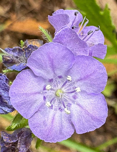 image of Phacelia maculata, Spotted Phacelia, Flatrock Phacelia