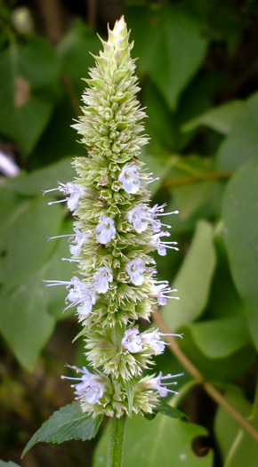 image of Agastache scrophulariifolia, Purple Giant-hyssop