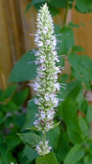 image of Agastache scrophulariifolia, Purple Giant-hyssop