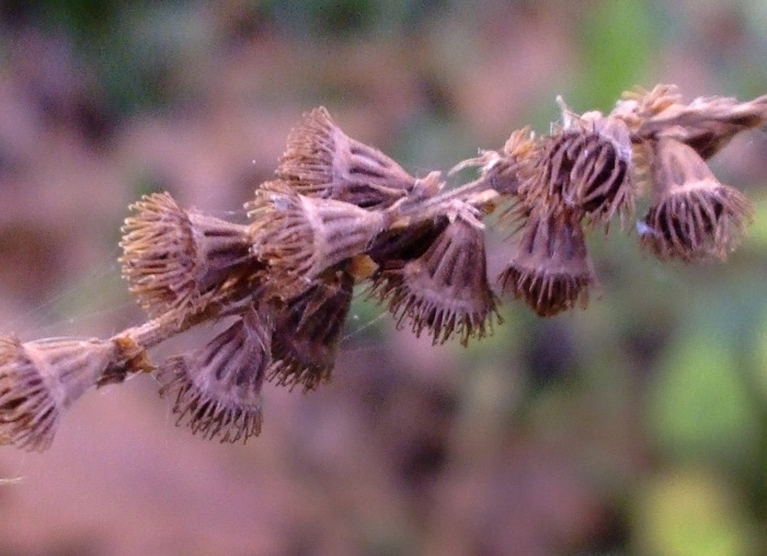 image of Agrimonia striata, Roadside Agrimony