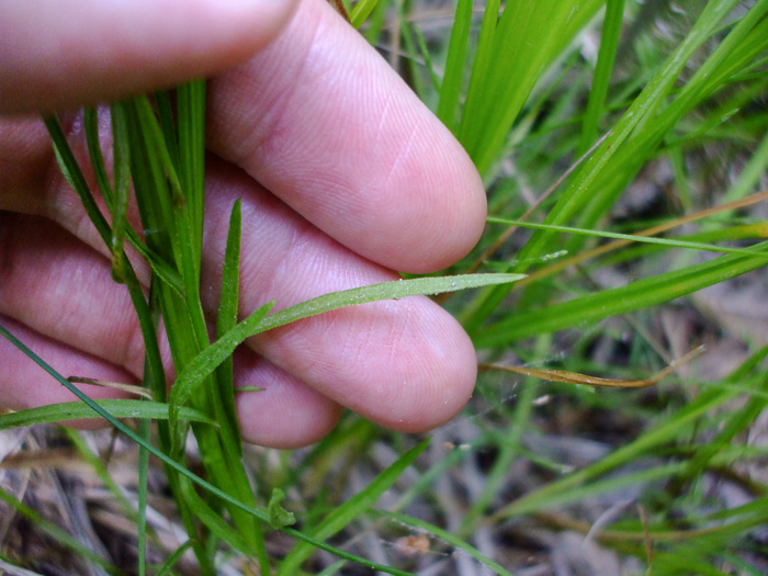 image of Palustricodon aparinoides var. grandiflorus, Largeflower Marsh-bellflower