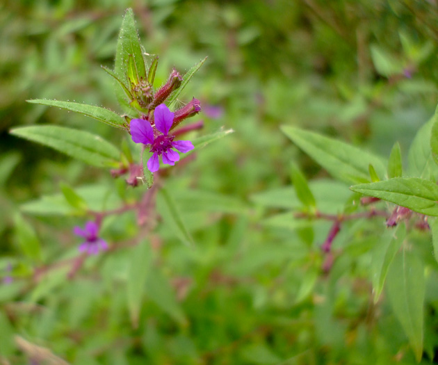 image of Cuphea viscosissima, Clammy Cuphea, Blue Waxweed