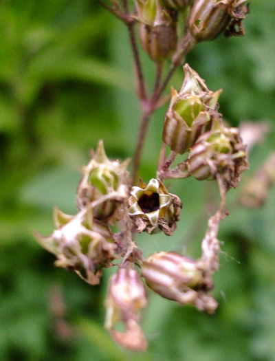 image of Silene flos-cuculi ssp. flos-cuculi, Ragged Robin