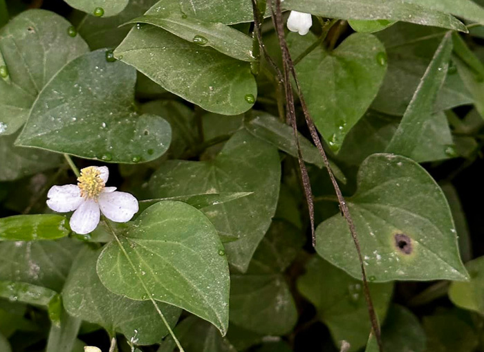 image of Houttuynia cordata, Fishmint, Chameleon-plant, Fishleaf