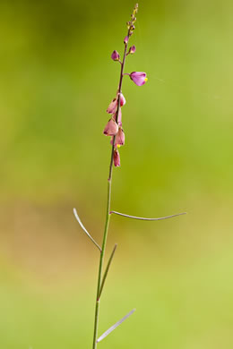 image of Asemeia grandiflora, Showy Milkwort