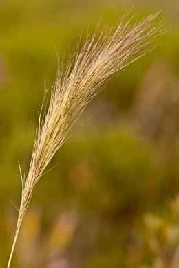 panicle