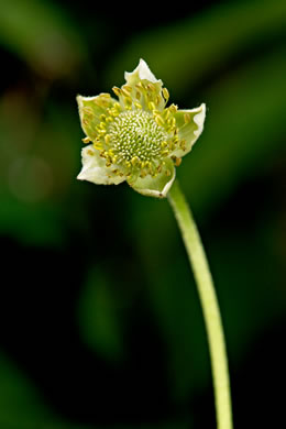 image of Anemone virginiana var. virginiana, Thimbleweed, Tall Thimbleweed, Tall Anemone