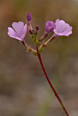 image of Buchnera floridana, Savanna Bluehearts, Florida Bluehearts, Buchnera