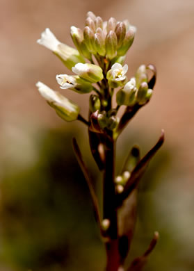 Missouri Rockcress