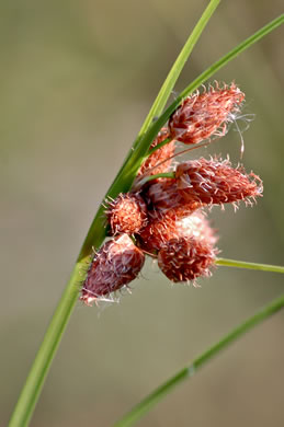 spikelet